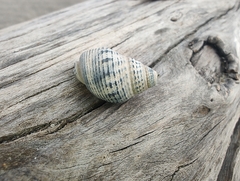Nassarius fossatus