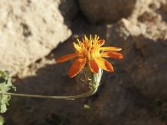 Adenophyllum speciosum