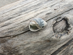 Nassarius fossatus