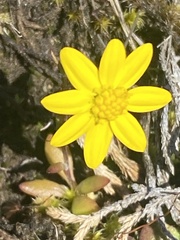 Crocidium multicaule