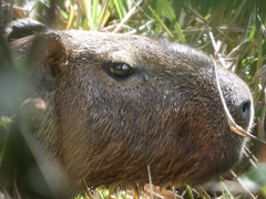 Hydrochoerus isthmius