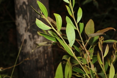 Acacia myrtifolia