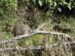 Hydrochoerus isthmius