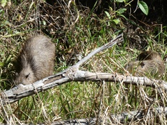 Hydrochoerus isthmius