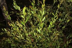 Acacia myrtifolia