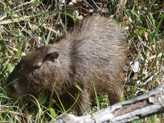 Hydrochoerus isthmius