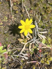 Crocidium multicaule