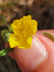 Crocanthemum corymbosum