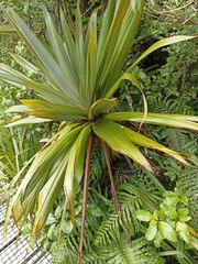 Cordyline indivisa
