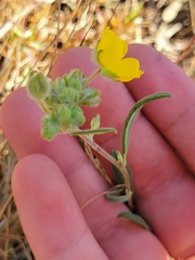 Crocanthemum corymbosum