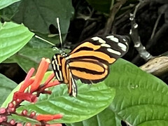 Heliconius ismenius