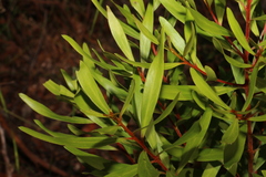 Persoonia volcanica