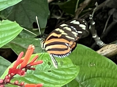 Heliconius ismenius