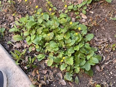 Youngia