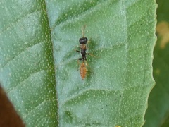 Pseudomyrmex tenuis