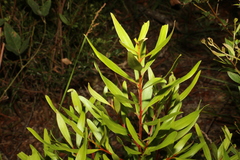 Persoonia volcanica