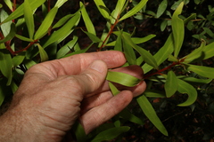 Persoonia volcanica