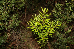 Persoonia volcanica