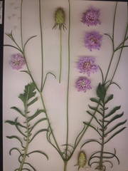 Sixalix atropurpurea