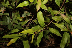 Elaeocarpus reticulatus