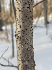 Diatrype disciformis