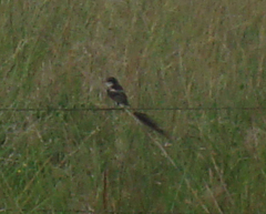 Alectrurus risora