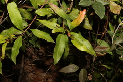 Elaeocarpus reticulatus