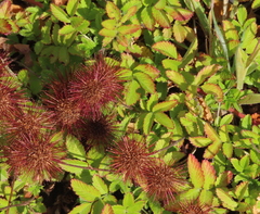 Acaena ovalifolia