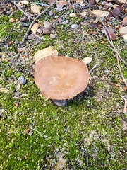 Laccaria trullisata