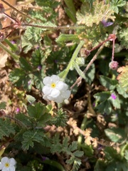 Plagiobothrys nothofulvus