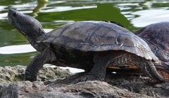 Trachemys scripta