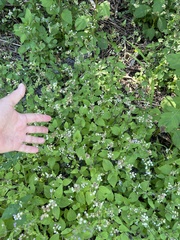 Ageratum conyzoides