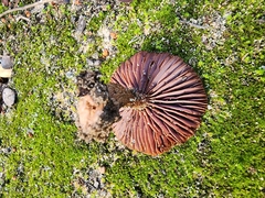 Laccaria trullisata