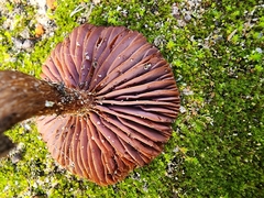 Laccaria trullisata