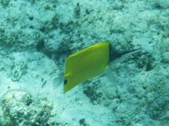 Forcipiger flavissimus