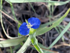 Commelina ensifolia