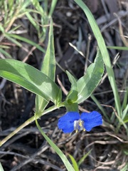 Commelina ensifolia
