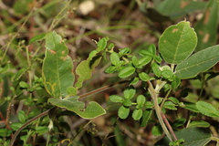 Gonocarpus oreophilus