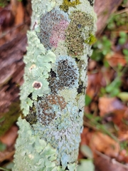 Lecanoromycetes