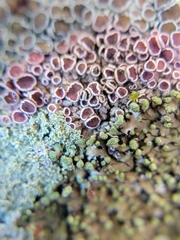 Lecanoromycetes