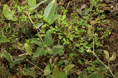 Gonocarpus oreophilus