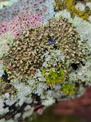 Lecanoromycetes