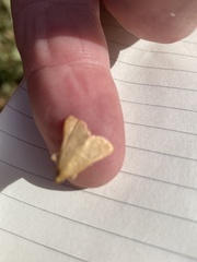 Endotricha pyrosalis