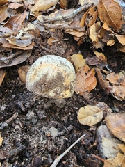 Amanita ocreata