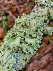 Lecanoromycetes
