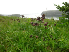 Fritillaria camschatcensis