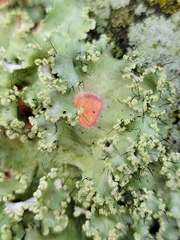 Lecanoromycetes