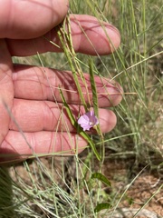 Convolvulus graminetinus
