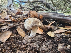 Amanita ocreata