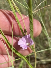 Convolvulus graminetinus